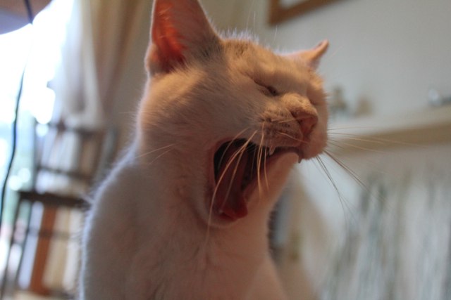 Tired Cat